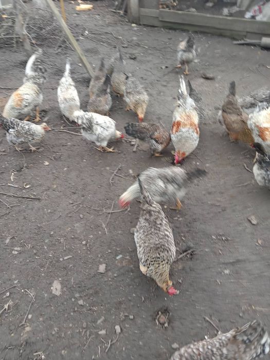 Півні, півники. Білефельдер Лівенська. Легбар. Маран