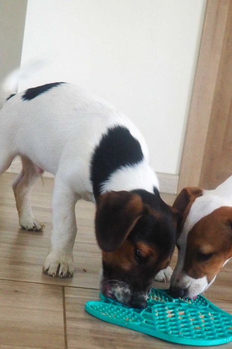 Jack Russell Terrier piesek krótkowłosy Tricolor DANTE hodowla KAMA