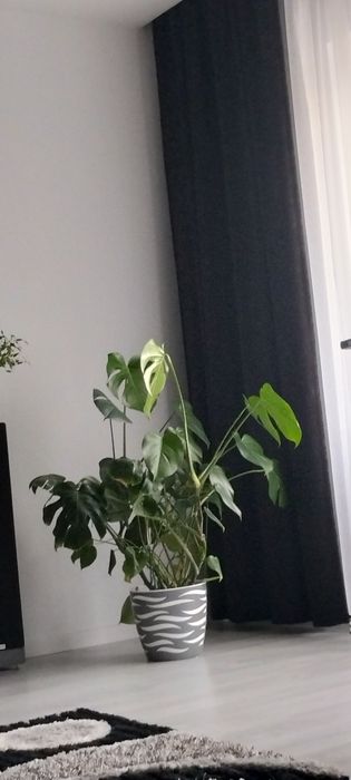 Kwiat monstera z donica