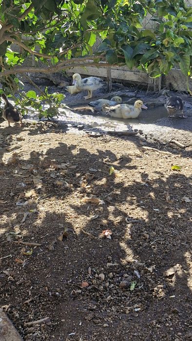 Patos mudos e garnizos