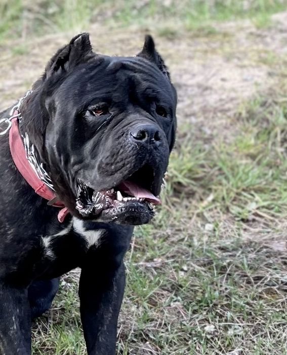 Cane Corso zapowiedź miotu