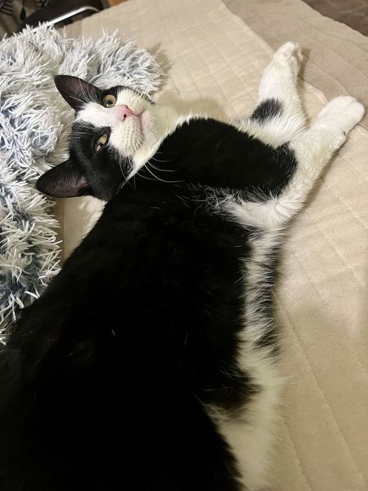 Бесплатно в добрые руки котята подростки мальчики и девочки