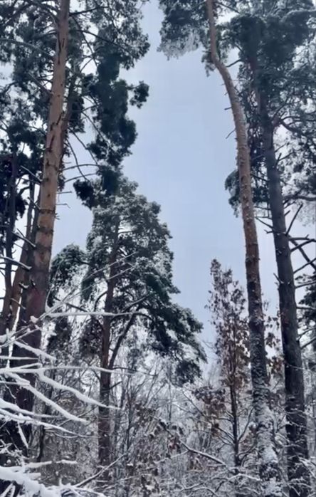 Земельна ділянка 2 Га!!! Копилів ! Терміново!