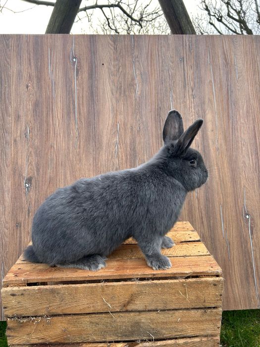 Samce, samice wiedeńskie niebieskie