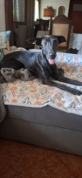Nina, cadela de 8 meses para adoção