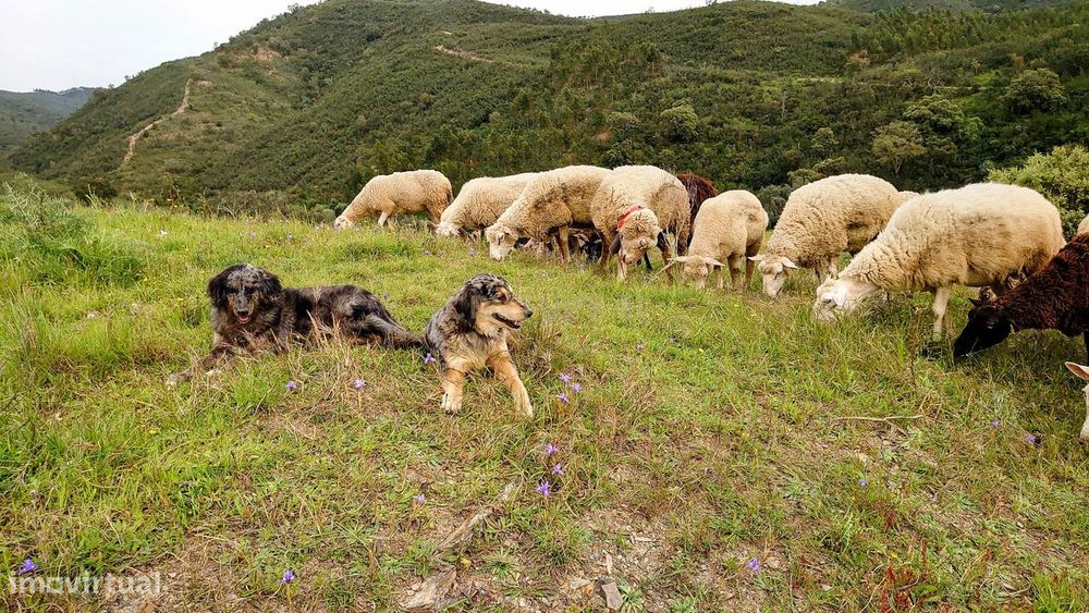 Vende-se ruína em lote urbano mais terreno rústico