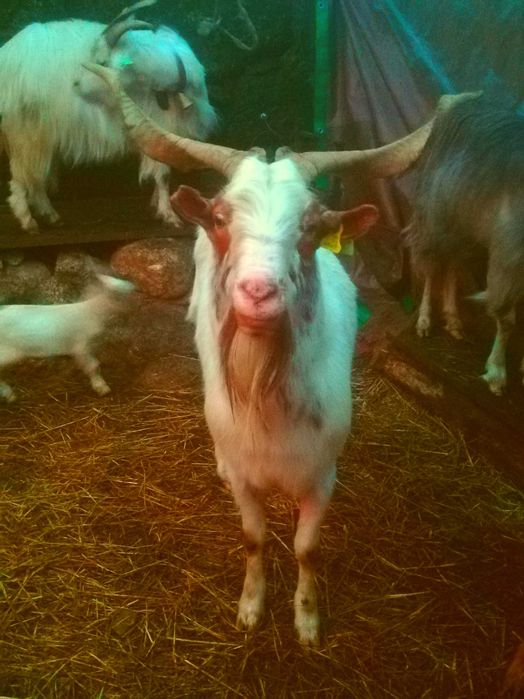 Bode reprodutor raça serrana