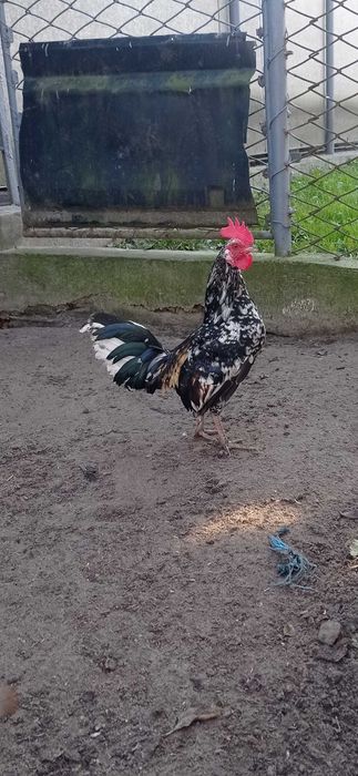 Продам декоративні півник бентамка