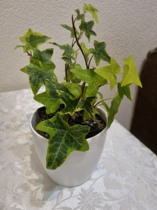 Фікус бенджаміна, качуконосний плющ,