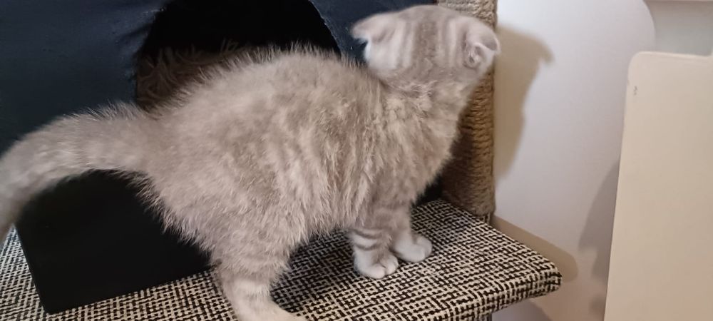 Scottish Fold macho