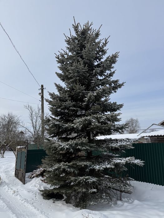 Жива ялинка зеленого кольору