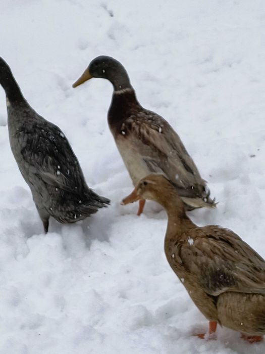 Kaczor biegus indyjski