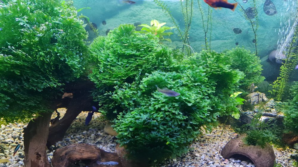 Musgo Pellia para aquário