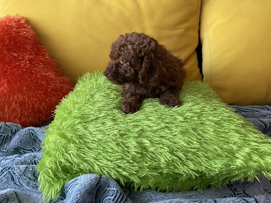 Pudel Toy Red-Szczeniaczek