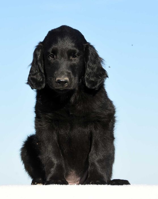 FLAT COATED RETRIEVER - czarna dziewczynka gotowa do odbioru :)