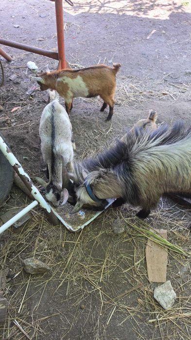 Cabritos anões para venda