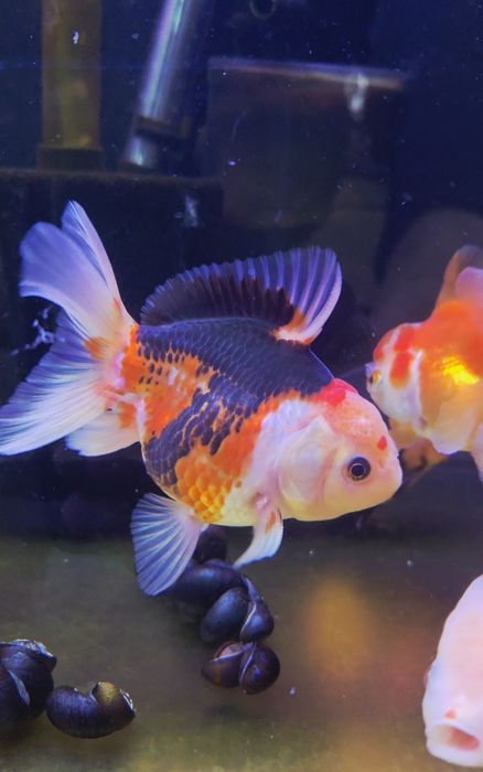 Welonka tricolor/ ranchu/ Rosetail oranda gradacja AAA