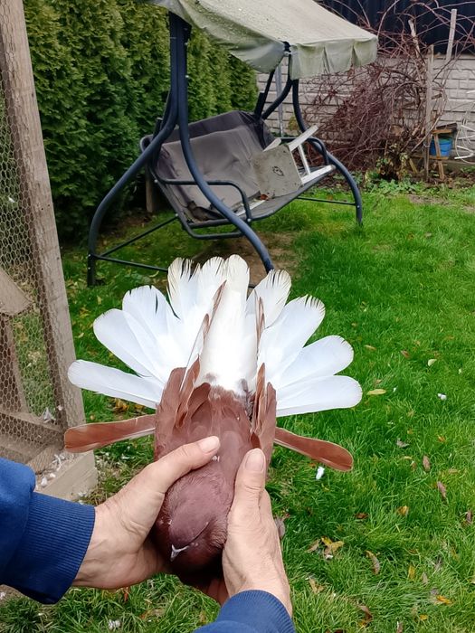 Orliki wiśniowe czerwone