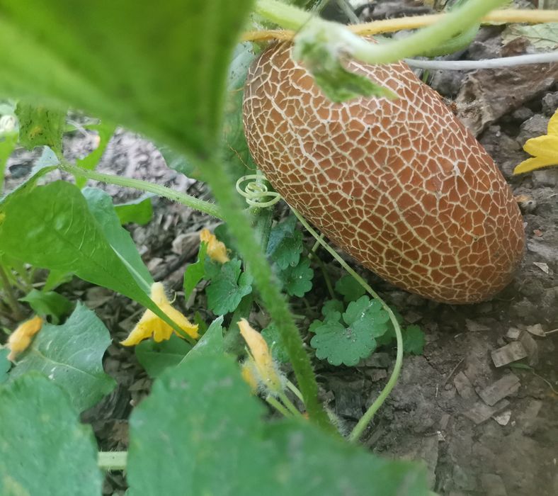 Nasiona warzyw, kwiatów i ziół. Kolekcjonerskie.