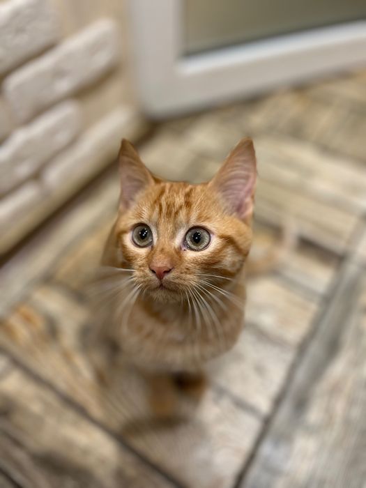 Кошеня в добрі руки, дуже терміново!