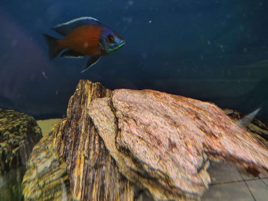 Sprzedam dorosłe pyszczaki