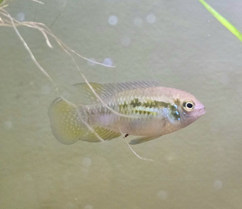 Laeracara araguaie (juvenis)