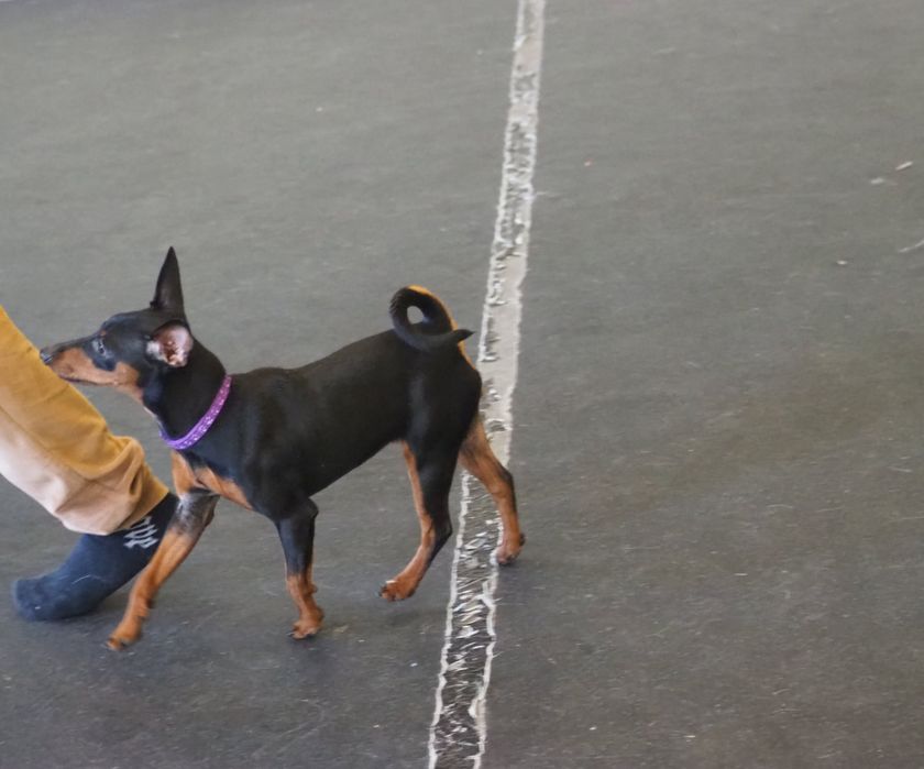 Sunia  Pinczer Miniaturowy FCI - wesoła _ odważna suczka