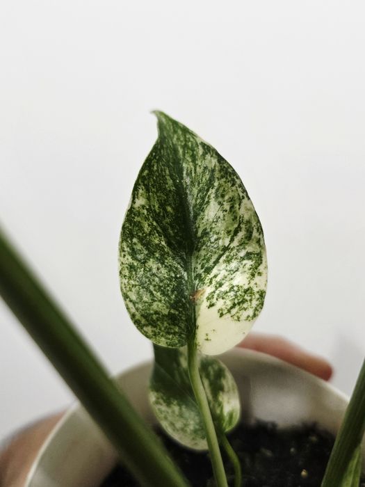 Monstera Deliciosa Mint