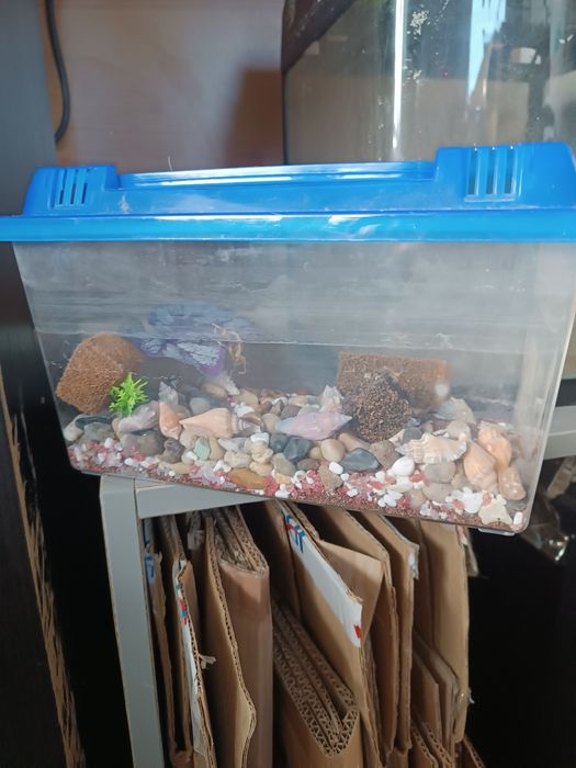 Vendo dois  aquarios