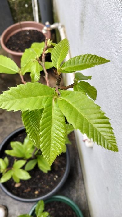 Castanheiro em vaso