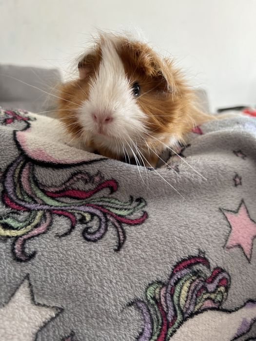 Морська свинка розетка