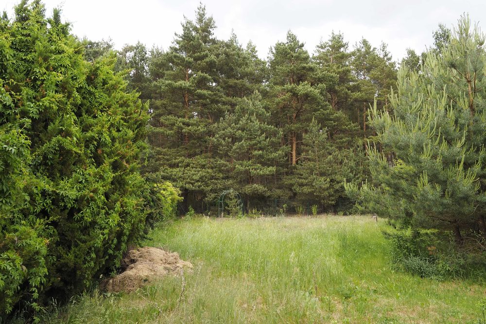Dzikowo Chrapy działka przy lesie z warunkami zabudowy - uzbrojona i ogrodzona – další