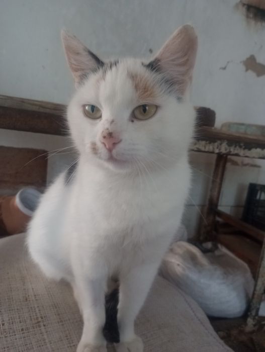 Трёхцветная стерилизованная Джес