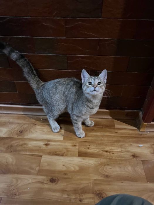 Казкові кошенята ШУКАЮТЬ родини!