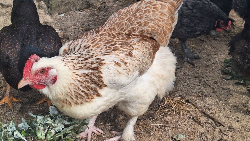 Galinha faverolle pura e outra cruzada