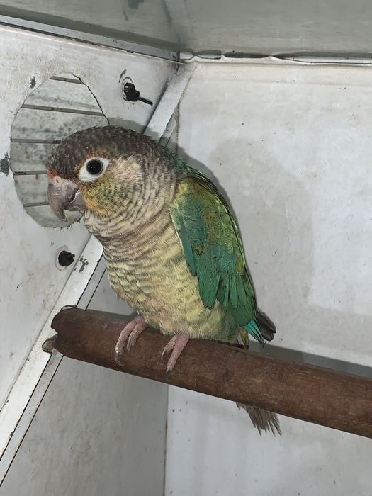 Pyrrhura turquesa macho de 2025