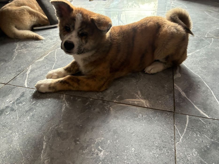 Szczenię Akita Inu