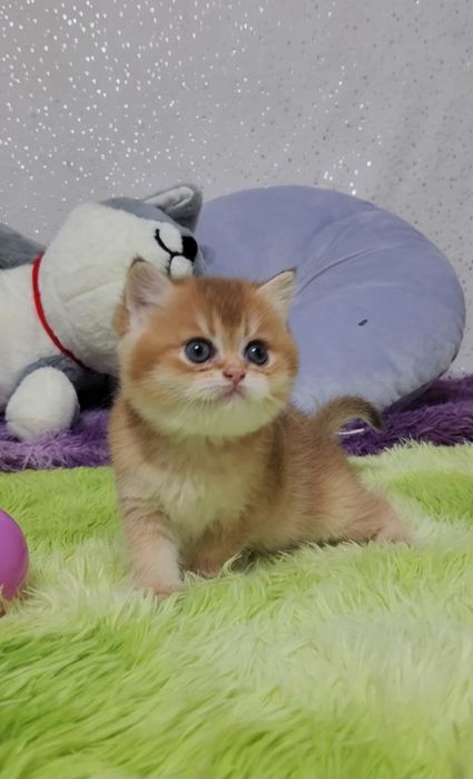 Шотландська золота шиншила