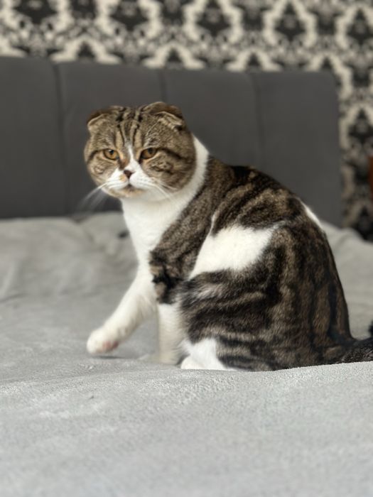 Вʼязка кіт чекає на наречену шотландський чистокровний