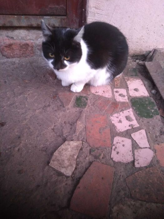 Віддам кошенят в добрі руки