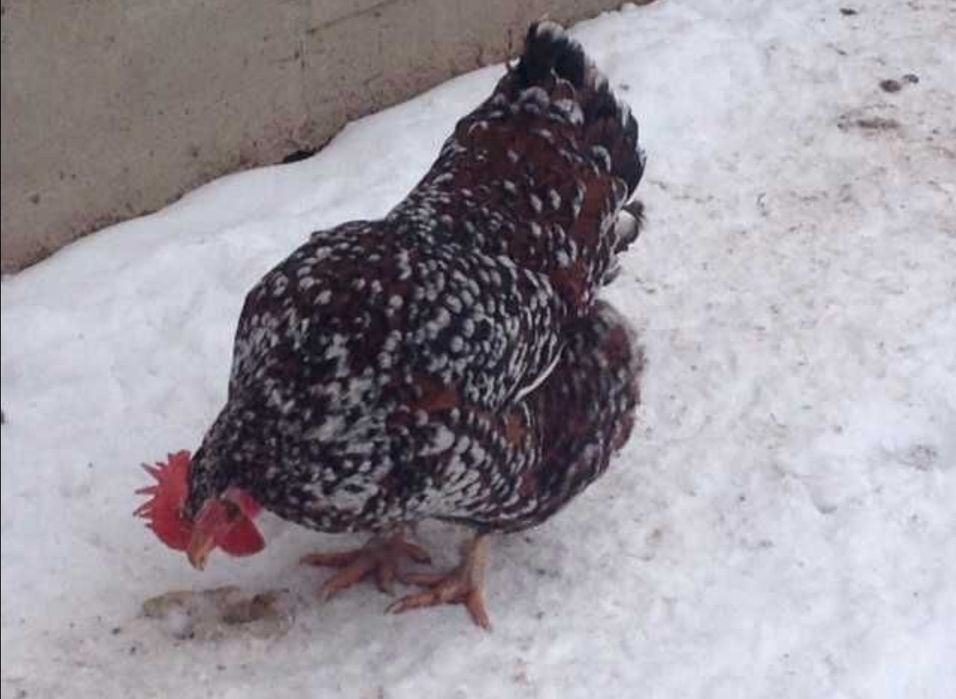 Кури несучки Лівенська Ситцева, Легорн Італійська несучка, інкубаційне