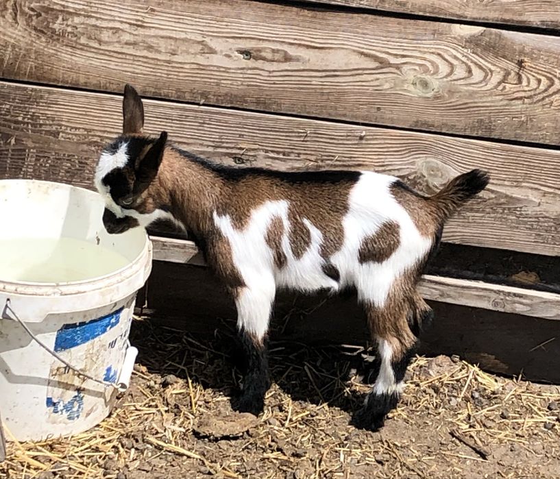 Карликрвая коза Голландский гном мини козлята