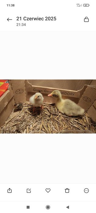 Gęś biała kołudzka, owsiana. Gąska