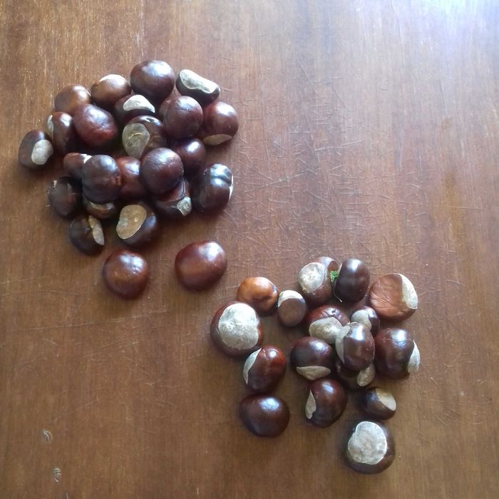 Конские каштаны для питомцев: декоративные и развивающие игры. Игрушка