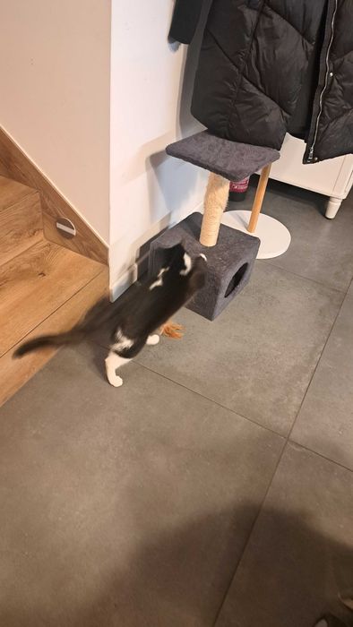 Opieka nad kotami z dojazdem | Bez hotelu, bez stresu