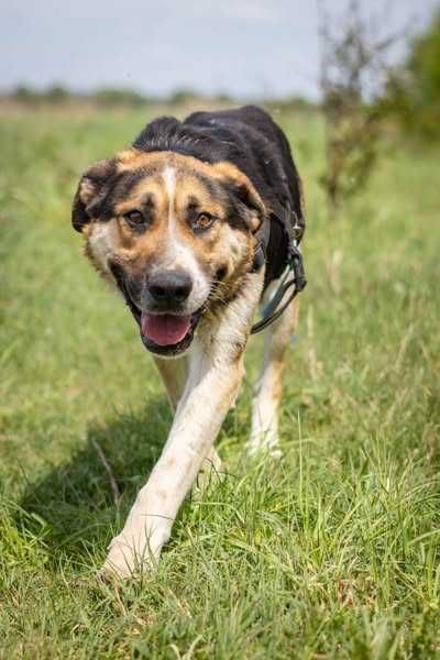 Przyjazny łagodny Baloo szuka domku