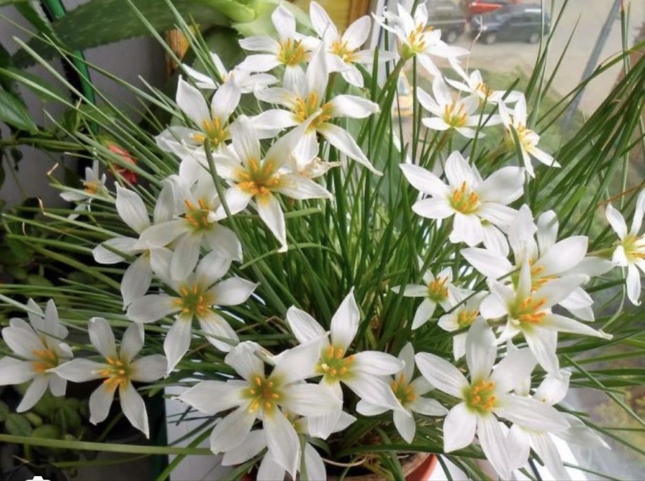 Зефирантес белый