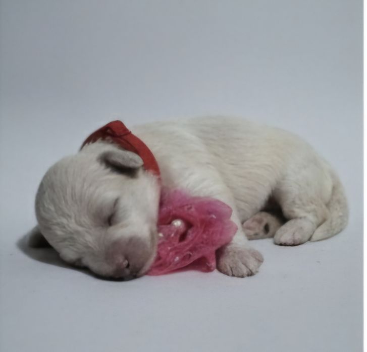 Bichpoo/ pochon suczka bichon frise+pudel toy