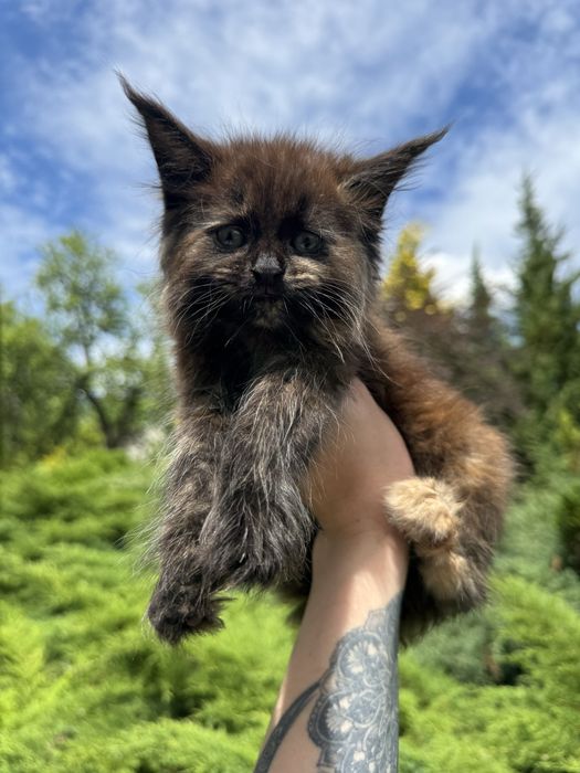 Мейн-Кун Девочка Black Smoke Tortie