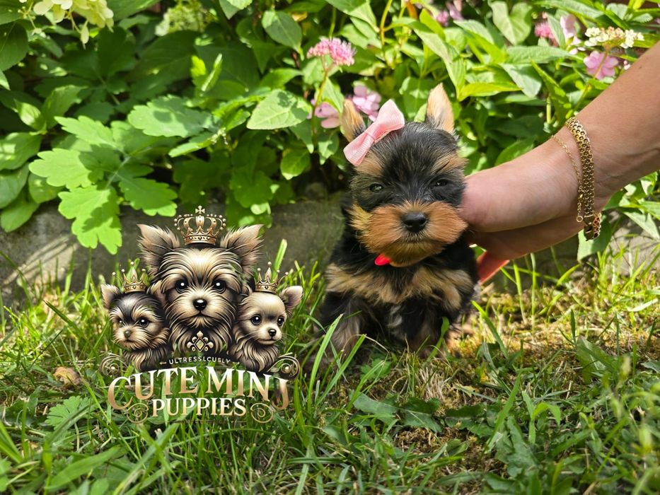 Gotowa do odbioru! Piękna dama Yorkshire terrier black and tan